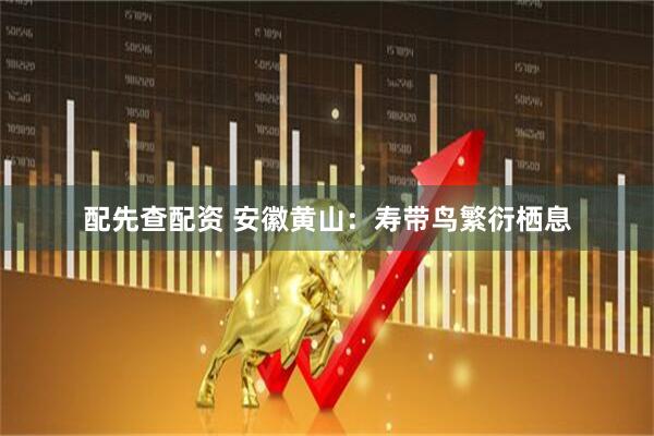配先查配资 安徽黄山：寿带鸟繁衍栖息